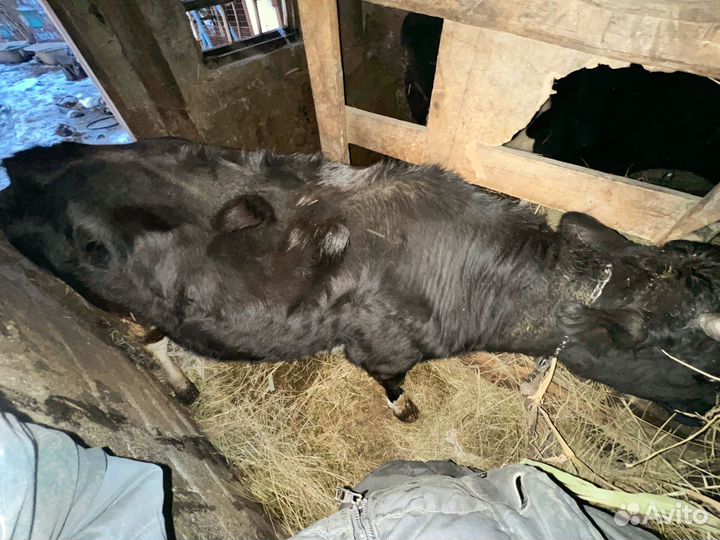 Продам телку