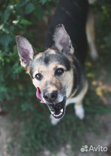 Собака в добрые руки. Соня в поисках семьи
