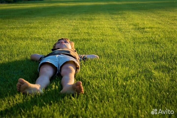 Мини газон/Медленно низко растущий газон