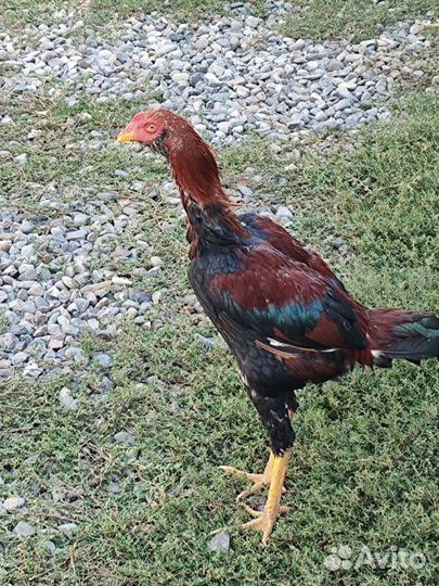 1,2,3,4, хинты 5,6 бразильцы