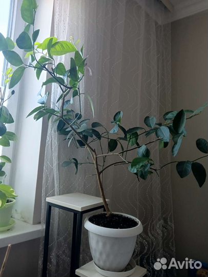 Лимон мейера дерево