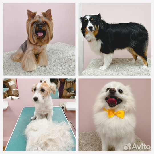 Груминг собак