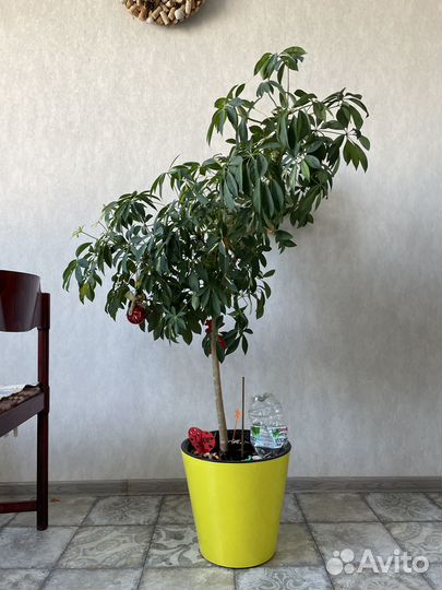 Шеффлера герда (пестролистная) h140