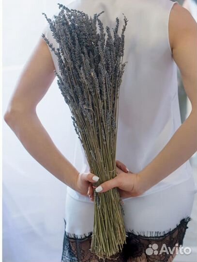 Лавандин 45-60 см