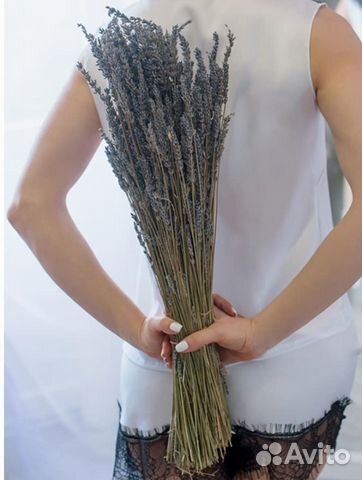 Лавандин 45-60 см