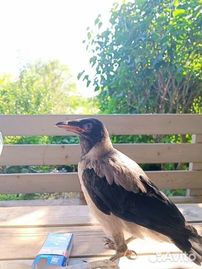 Птенец вороны