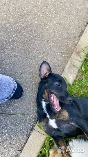 Мини доберман