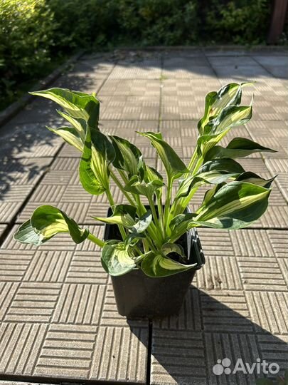 Хоста Вирл Винд,Самовывоз