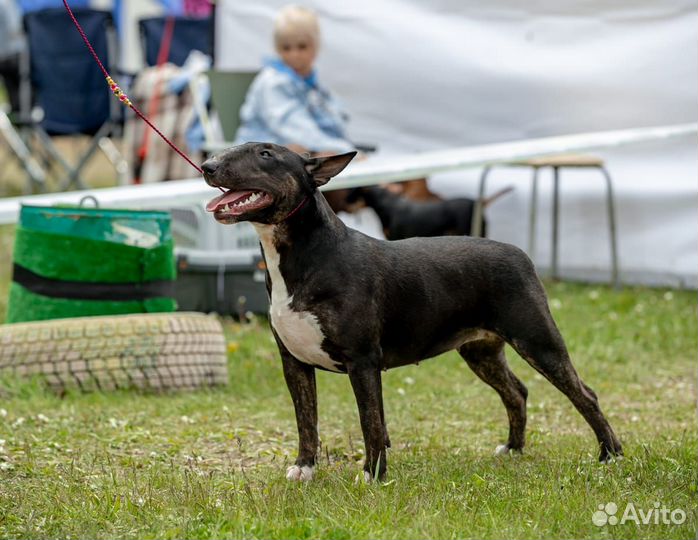 Щенок бультерьера (стандарт)