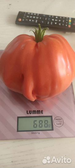 Семена коллекционных сортов томатов