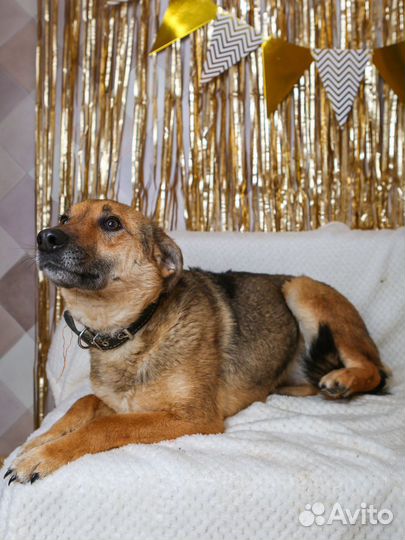 Чедесная ласковая Лакки хочет домой