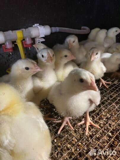 Бройлер вывод 20.06