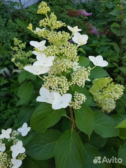 Гортензия метельчатая