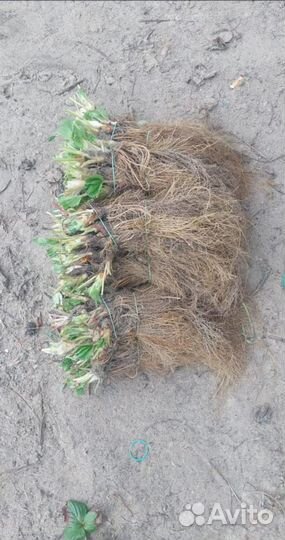 Саженцы клубники