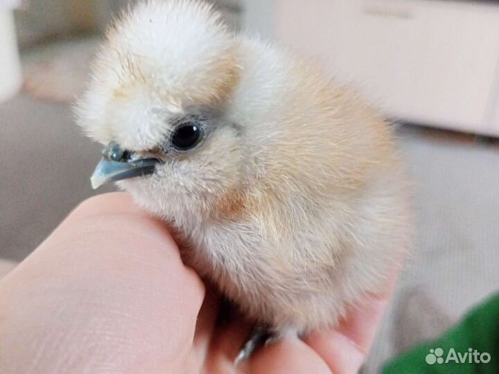 Петух Цыпы Китайские Шёлковые А.С.К Кохинхин яйцо