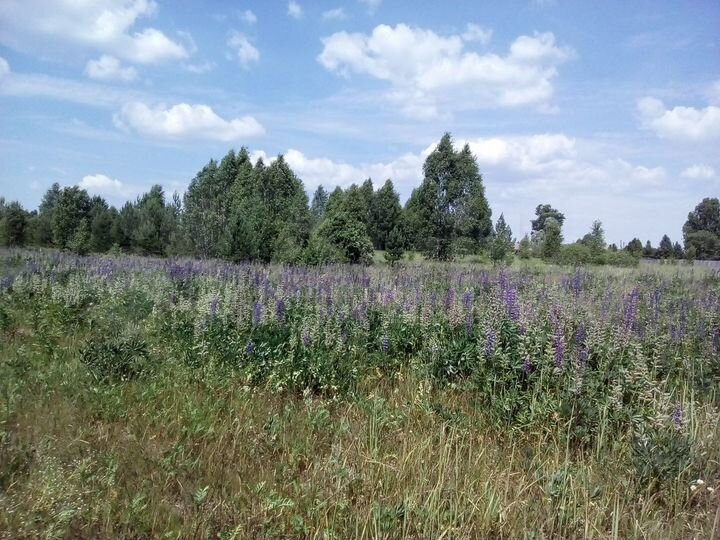 Участок 64 сот. (ИЖС)