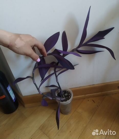 Сеткреазия