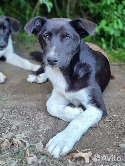 Щенки, метисы овчарок, помощь со стерилизацией