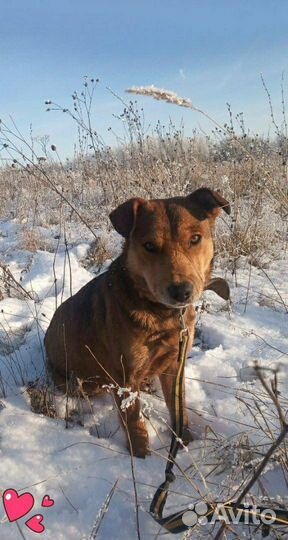 Кобель в добрые руки