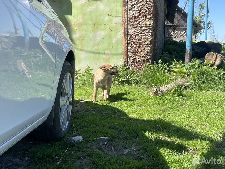 Собака в добрые руки отдам бесплатно