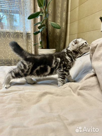 Шотландский вислоухий котенок