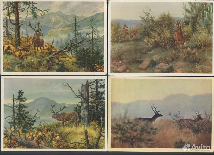 Подборка открыток. Олени, кабаны
