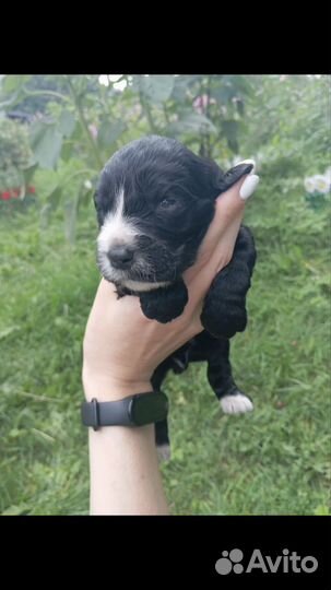 Щенки спаниеля