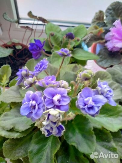 Комнатные цветы фиалки