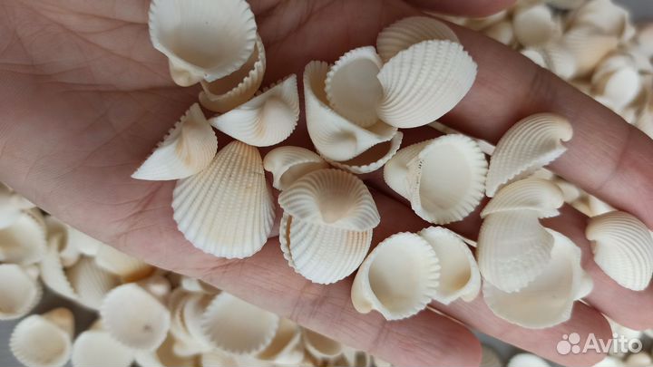 Ракушки клам роза