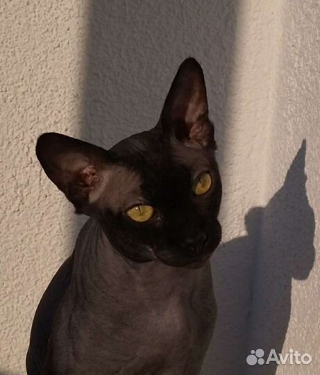 Канадский сфинкс вязка