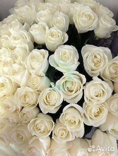 Букет роз 101 роза 51 роза