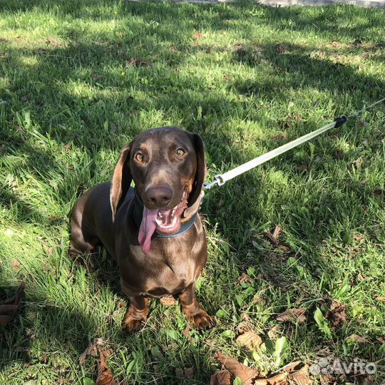 Выгул собак, догняня