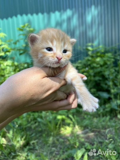 Милые котята ищут своих хозяев для любви и счастья