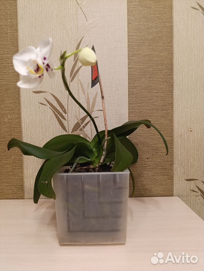 Орхидея фаленопсис