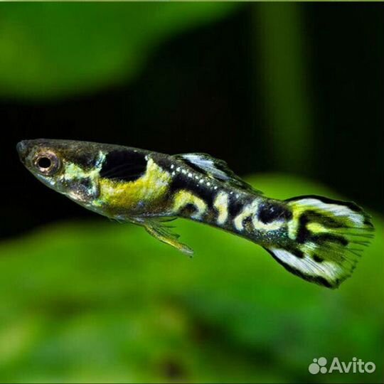 Гуппи эндлера тигр