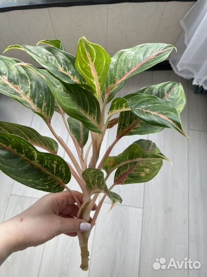 Аглаонема разные