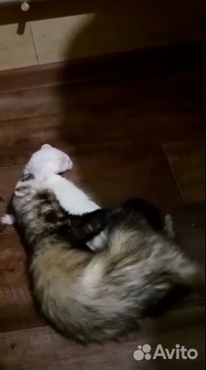 Хорек вязка