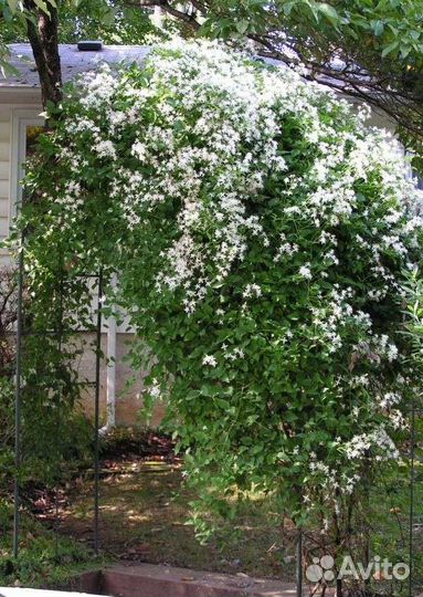 Клематис маньчжурский