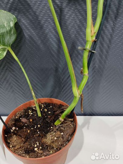 Монстера вариегатная