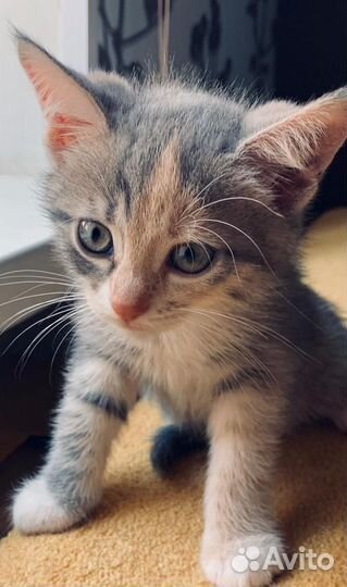 Кошечка в добрые руки
