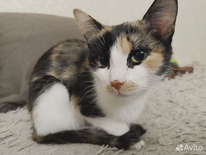 Кошечка в добрые руки