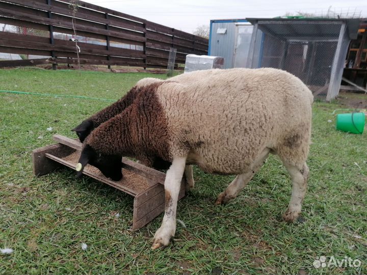 Баран дорпер