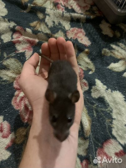 Клетка с крысами