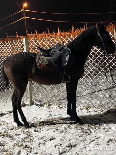 Лошади жеребец мансур