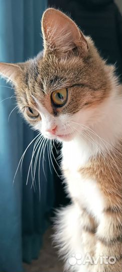 Кошка в дар бесплатно