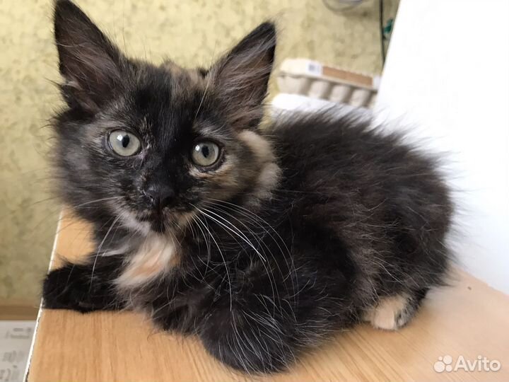 Черный котенок девочка