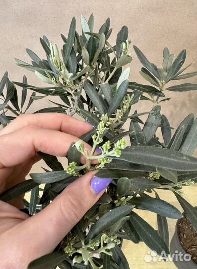 Оливковое дерево живое