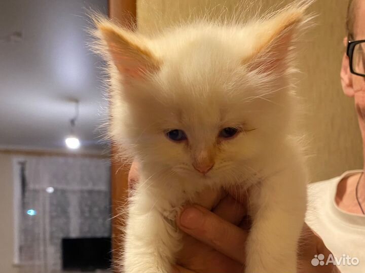 Котенок ищет дом