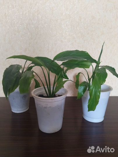 Спатифиллум 2 вида