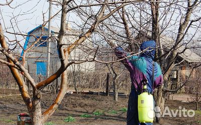 Химикаты для опрыскивания деревьев